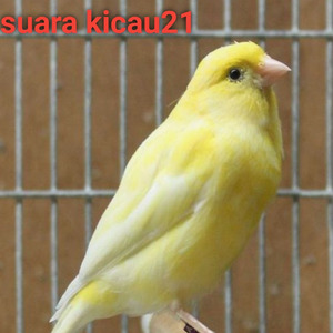 Kenari Ngekek Sambil Makan