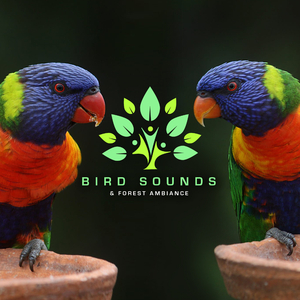 Bird Sounds & Forest Ambiance
