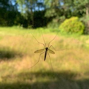 Dråbeflugten