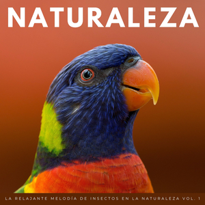 El Mejor Sonido Calmante De Bichos De La Naturaleza
