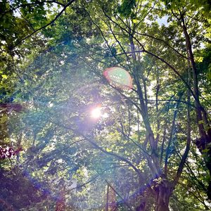 Shining For One Thing