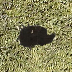 All my leaves are dead why didn't you tell me you were the wind