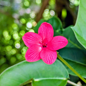 愛に包まれて オルゴール