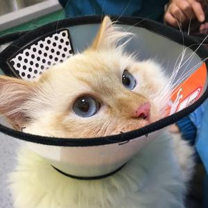 Moody's Mood For Love