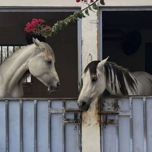 Adolat Yok （完成版）