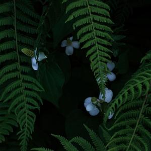 白兰鸽巡游记（翻自 丢火车）