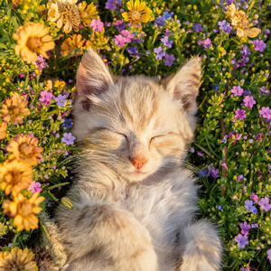 Paisaje De Sueños Felinos