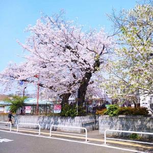 春、恋、花以外の（翻自 匀子）