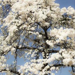 南山南（他说你任何为人称道的美丽）程嘻嘻