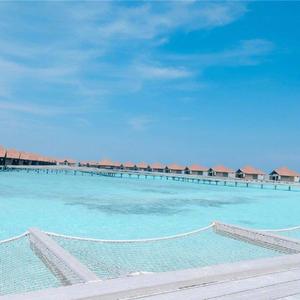 爱斯基摩王企鹅请问