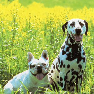 CRI D'AMOUR (インストゥルメンタル)