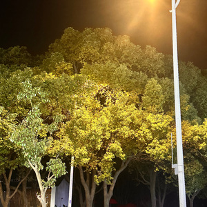 你眼里有整片星群