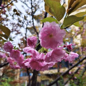 桃伴春光慢慢行