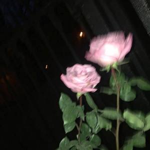 4MINUTE-只是长胖 / Stay Fly (Mushup)（王富贵 remix）