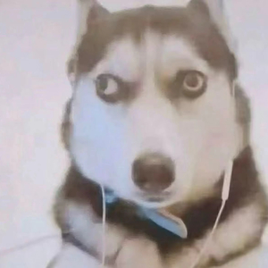 狗哥，梦想哭了