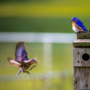 Sweet Sound of Nature