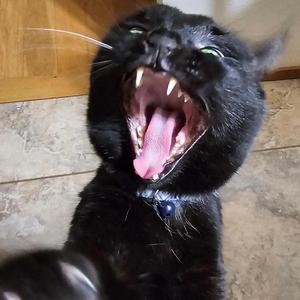 The Life of a Diesel Mechanic