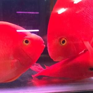 世界尽头冷酷仙境