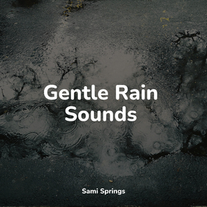 Rainy Forest Avifauna