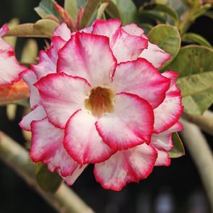 我这生转世只为陪伴你