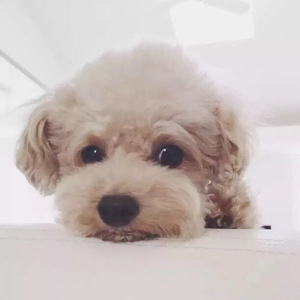 幸福的勇气（Cover 夏后）