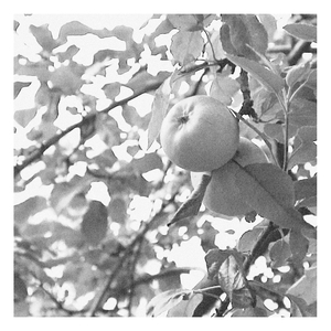Apfelbaum