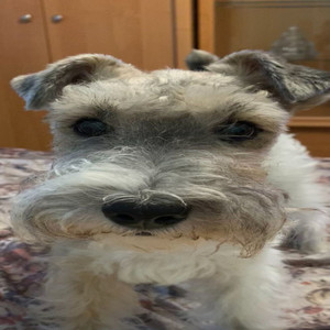 Pasha's Dog
