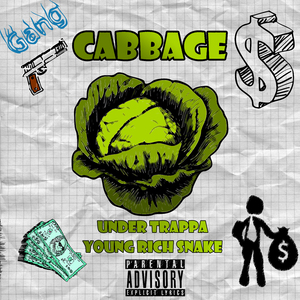 Cabbage