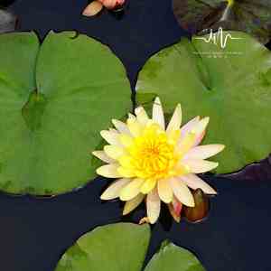 星光温柔岛 (吉他)