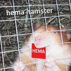 hema hamster