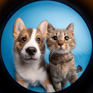 Flujo Suave Para Tu Peludito