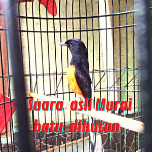 Suara Asli Muri Btu Dihutan (Live)