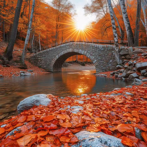 《跌倒后绽放的曙光》