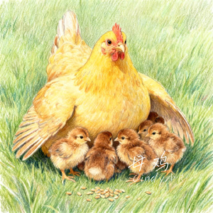 母鸡