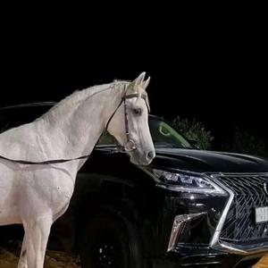 黑魔王-车载（黑魔王 remix）