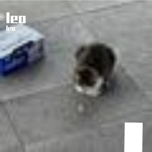 湖畔微风里的草木水韵之境