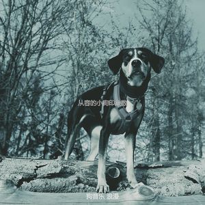 诗意的小狗节奏