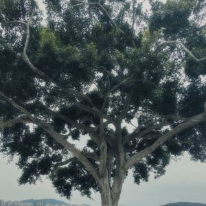 Le champ des étoiles