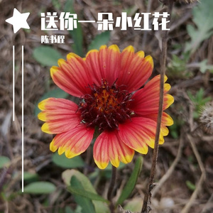 【军营版】送你一朵小红花