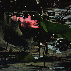 莲花湖（Prod by Slim Dyane)