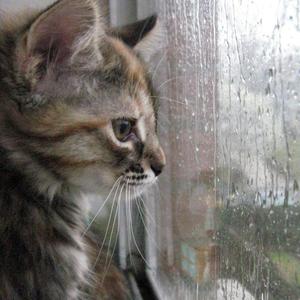 世界级白噪音-深度睡眠-放松-学习-睡觉20