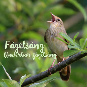 Fågelsång och vattenporl skog