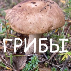 Луга в цвету