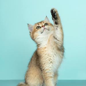 (๑•̀ㅂ•́)ﾉ➹♡