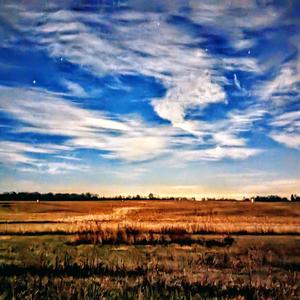 Bird Song