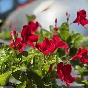 Going With Our Hearts