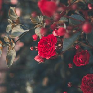 Reminiscing (feat. OA)