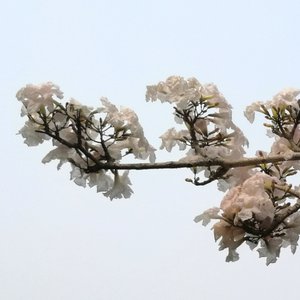 Till the Tabebuia Calls (2024 Edition)