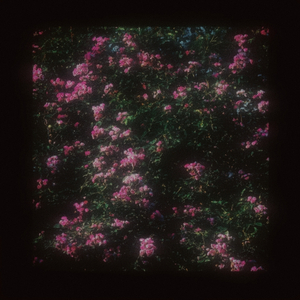 爱在荆棘里流淌