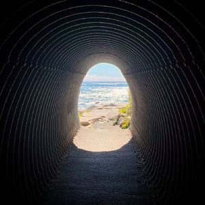 Whatever Life Brings